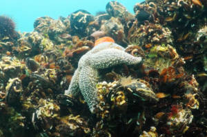 Kuzey Atlantik Deniz Yıldızı